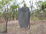 Magnetic Termites