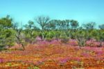 Wildflowers