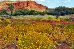 Finke National Park